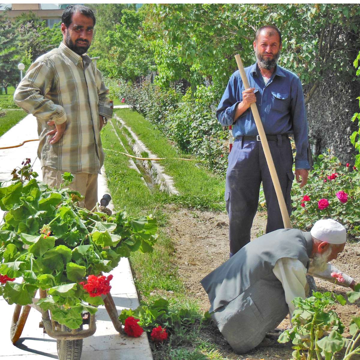 Regala cura del giardino dell'ospedale di EMERGENCY ad Anabah, in Afghanistan
